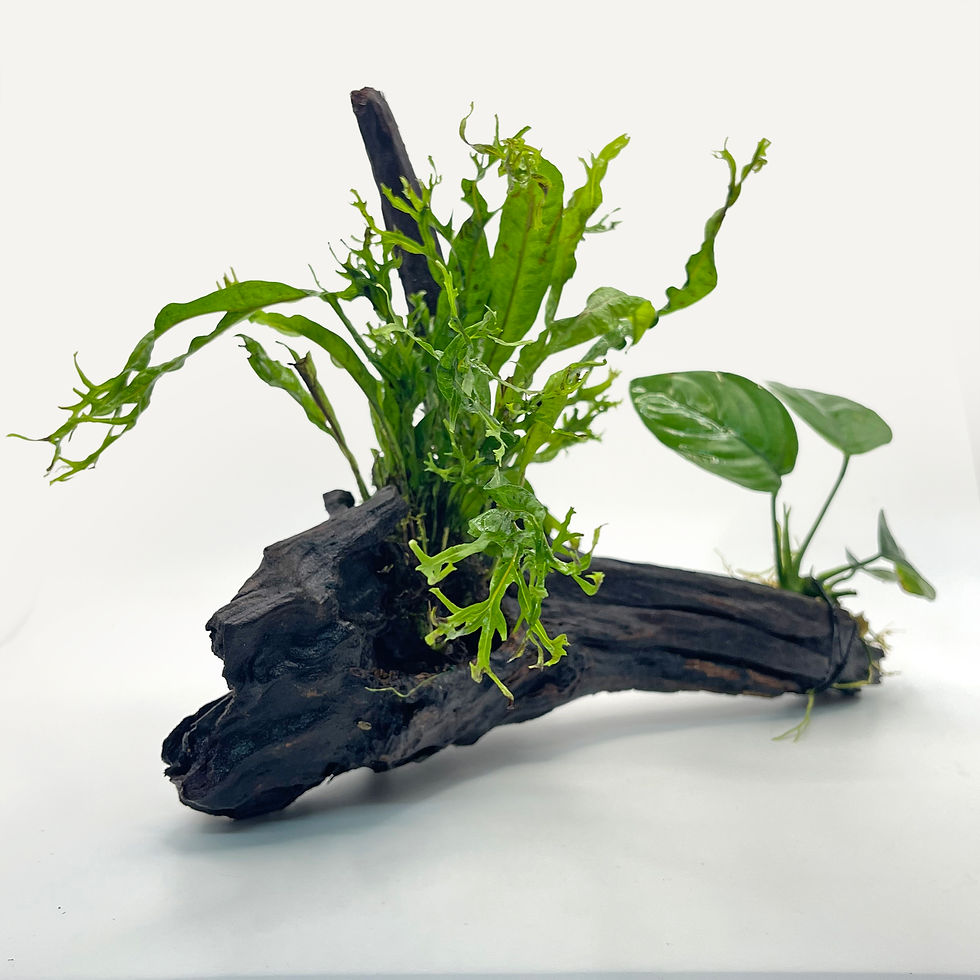 Anubias & Java Fern Windelov on Driftwood  Approx 27cm wide 22cm tall