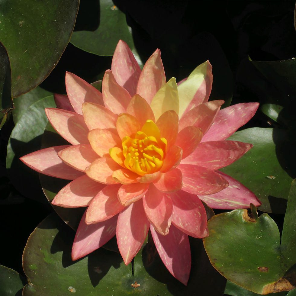 Thumbnail: Wanvisa Water Lily