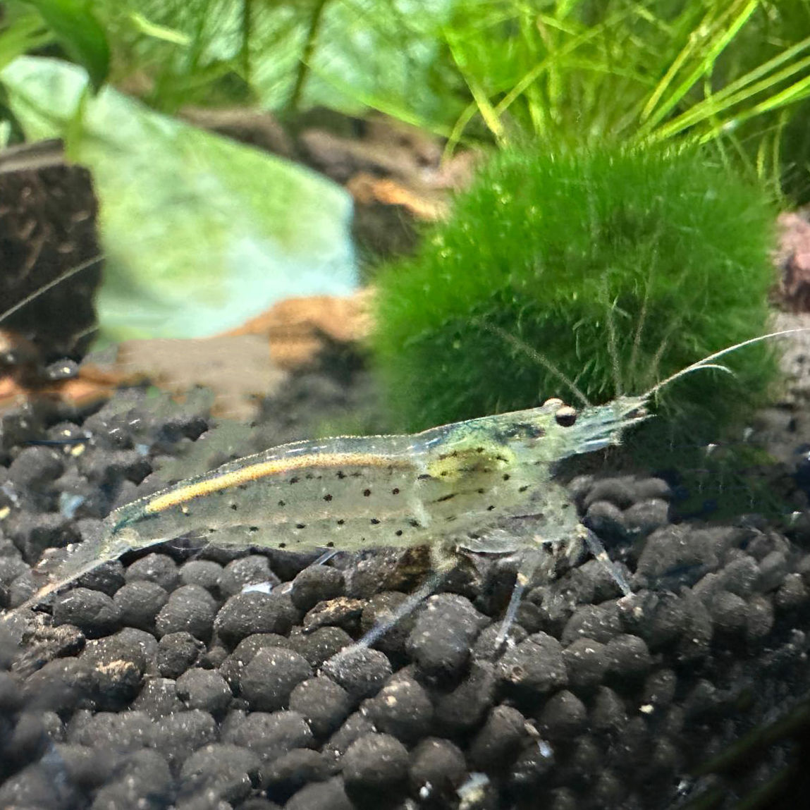 Amano Shrimp (Caridina multidentata) – Premium Algae Eaters