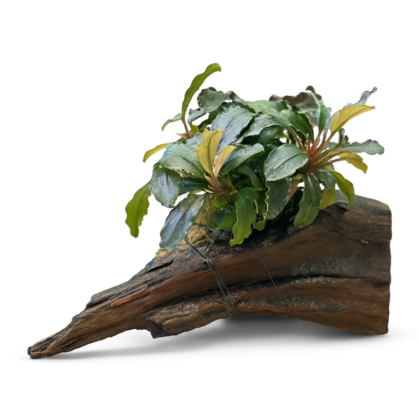 Thumbnail: Bucephalandra Brownie Ghost Ulu Kapu on Driftwood
