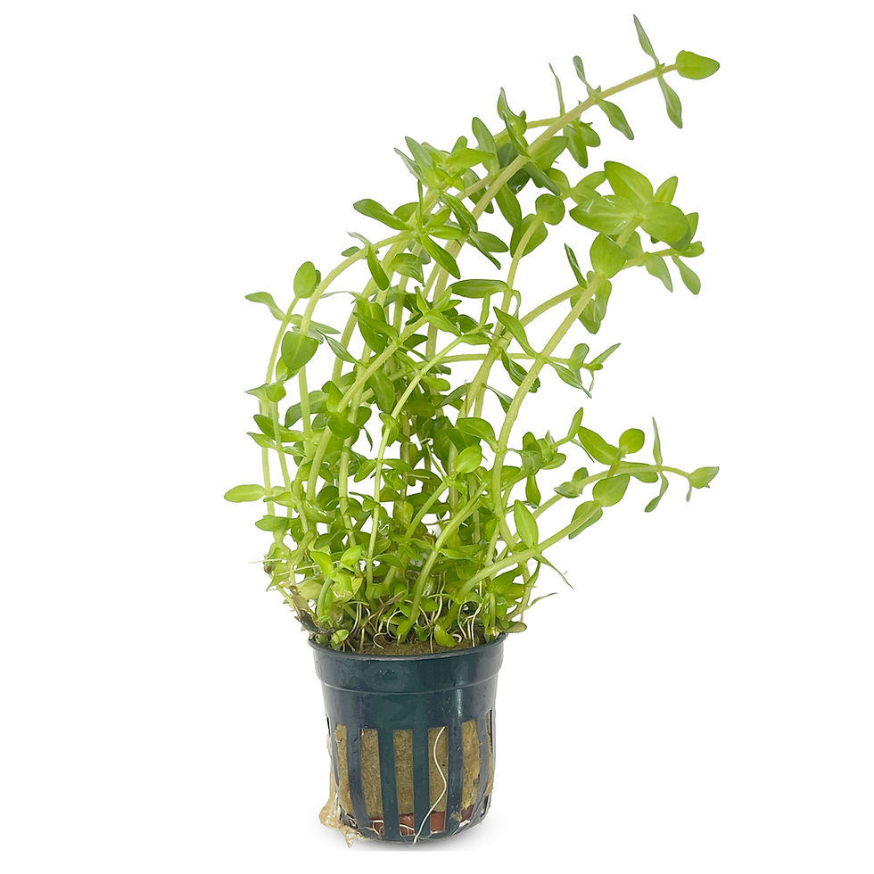 Bacopa Caroliniana Pot