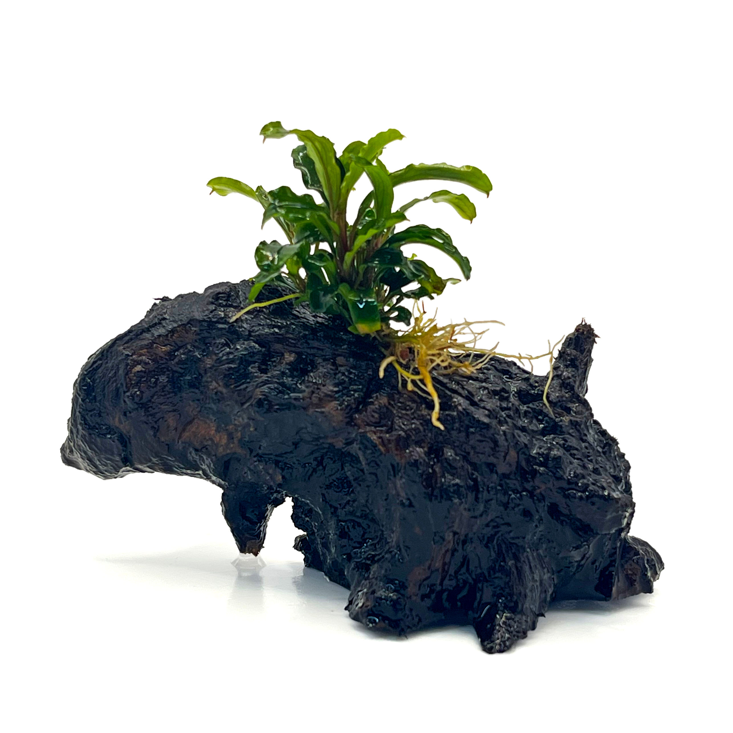 Bucephalandra ‘Sintang’ on Driftwood