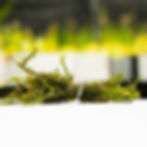 Willow Moss