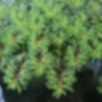 Myriophyllum 'Rubricaule' - Red Stem Milfoil