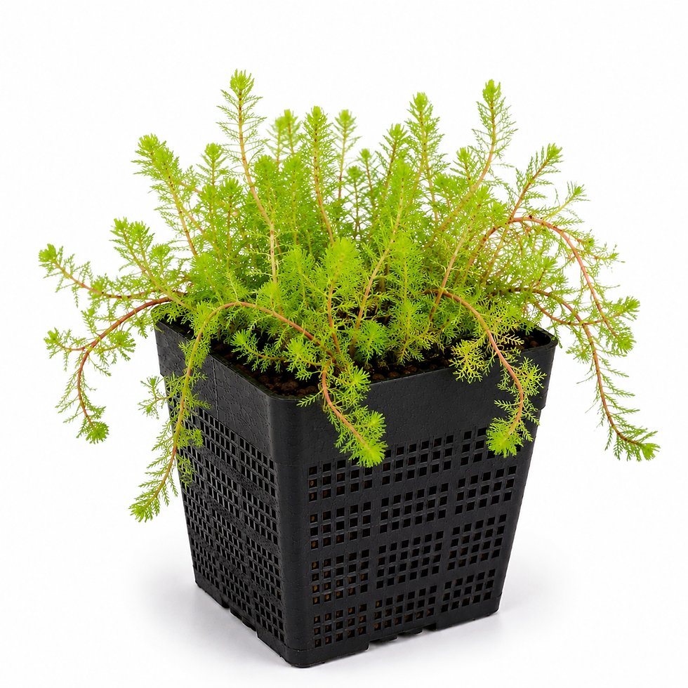 Thumbnail: Myriophyllum 'Rubricaule' - Red Stem Milfoil