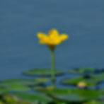 Nymphoides Peltata - Fringed Water Lily