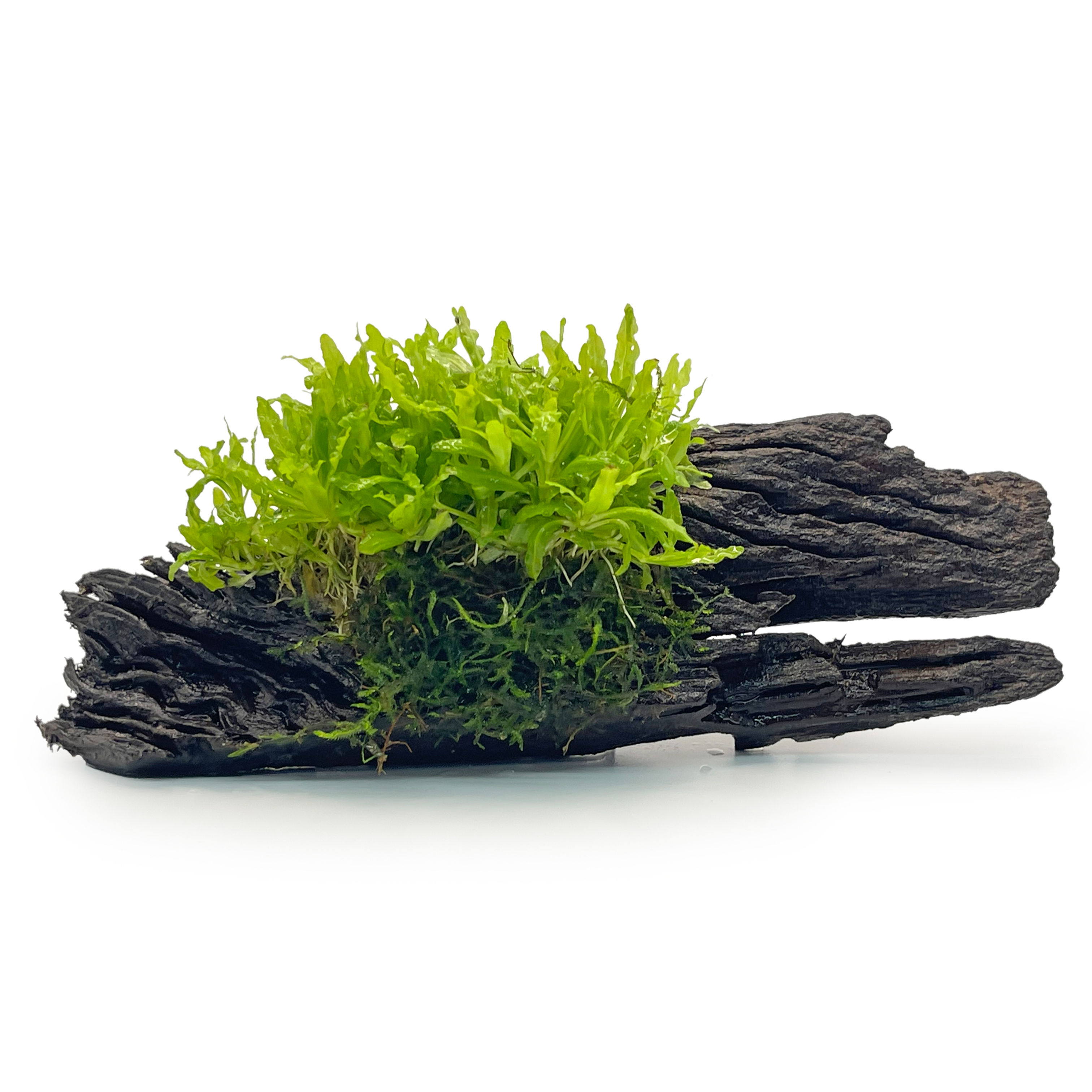 Pogostemon helferi on wood