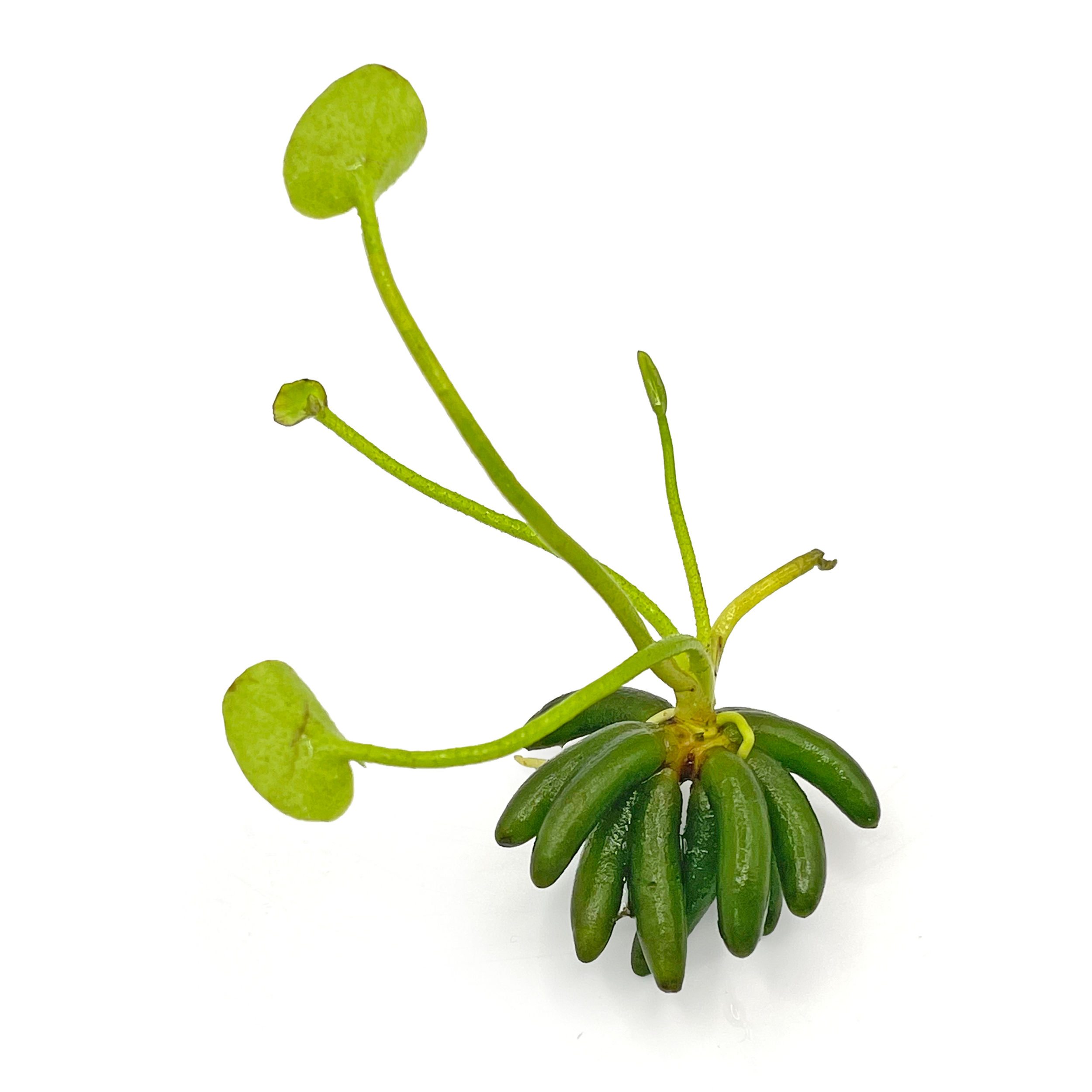 Nymphoides aquatica (Banana Lily)