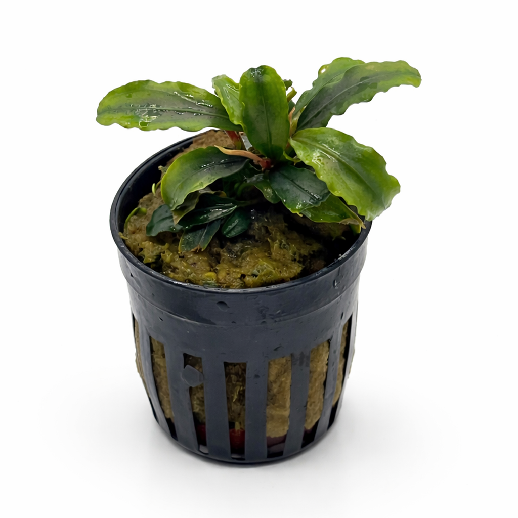 Bucephalandra ‘Theia Green’