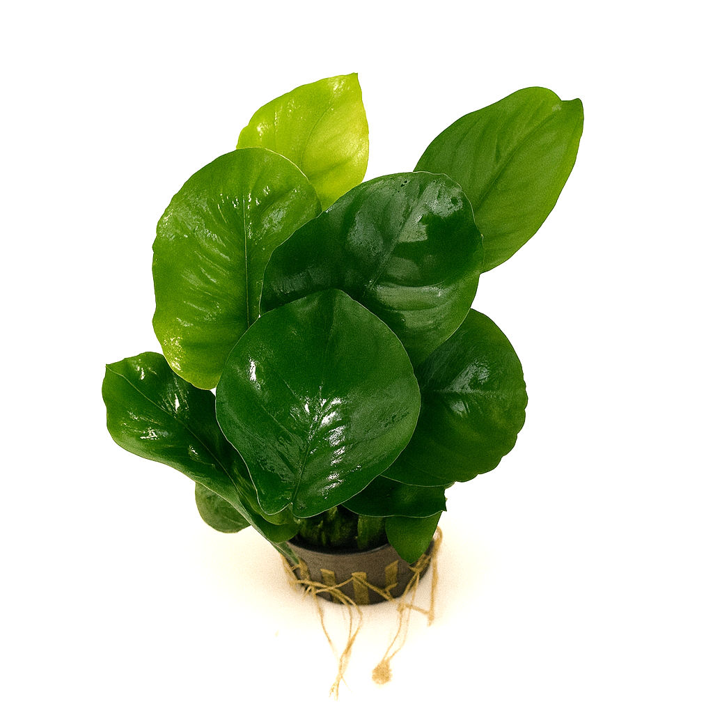 Anubias barteri broad leaf top view