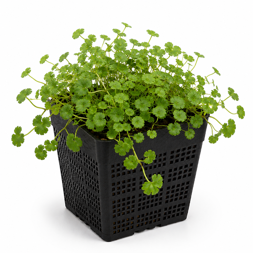 Thumbnail: New Zealand Pennywort 1 litre pot