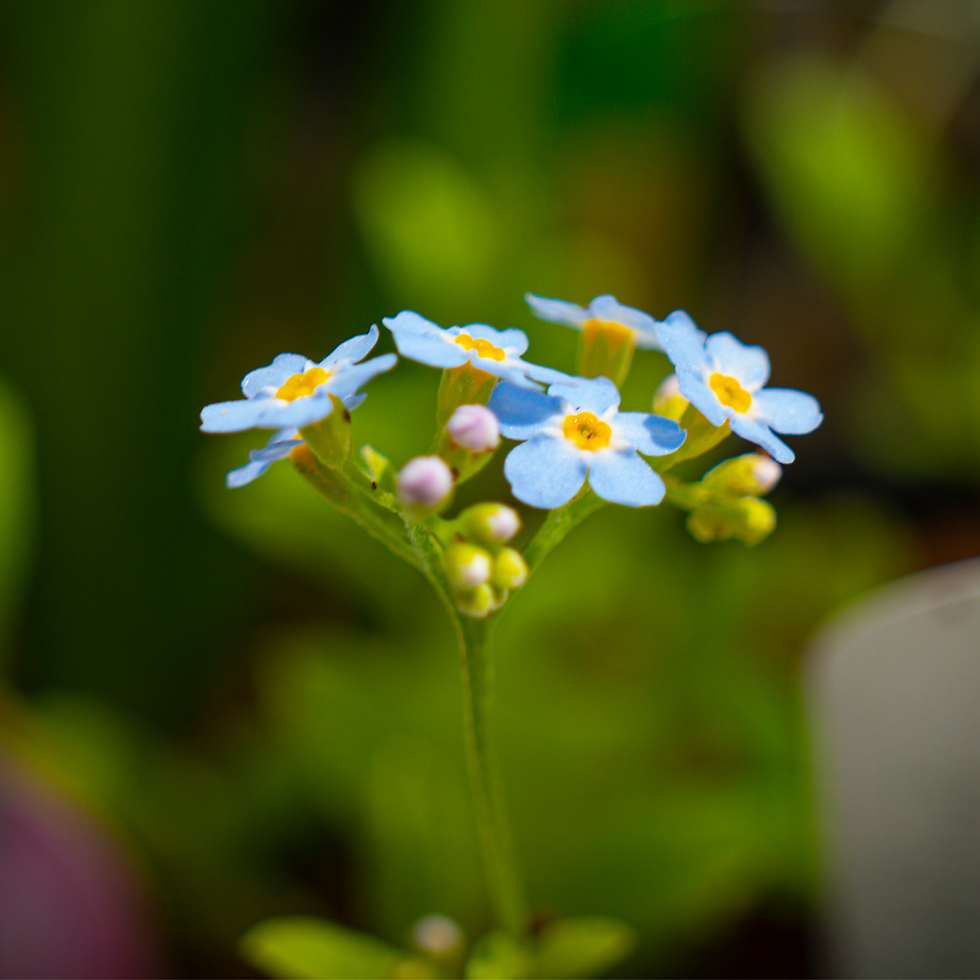 Thumbnail: Myosotis Scorpioides