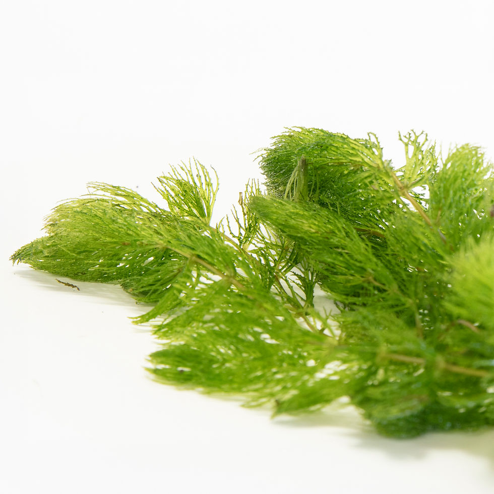 Ceratophyllum Demersum - Hornwort Bunch
