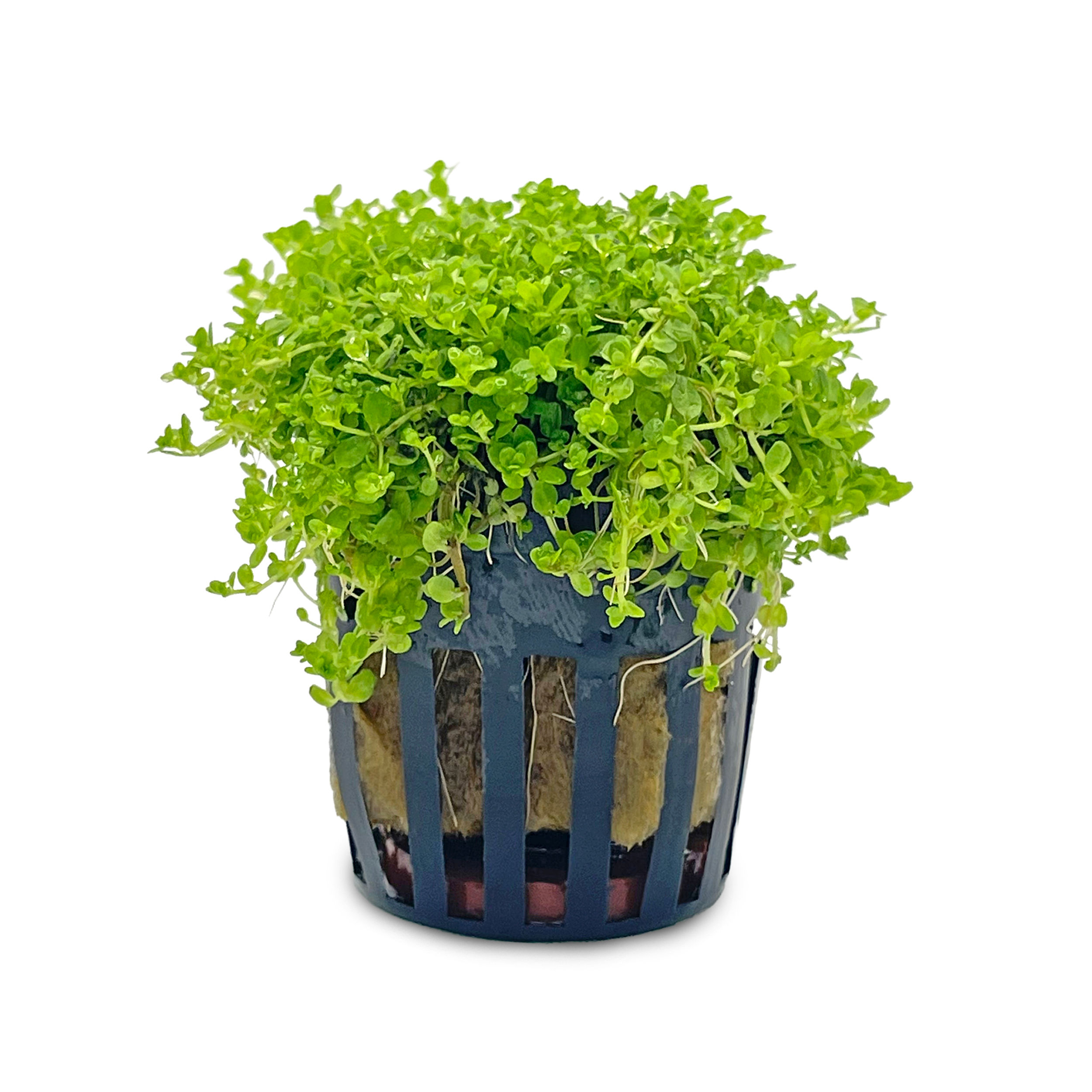 Hemianthus callitrichoides ‘Cuba’