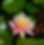 Water Lily - Pink or White Selected at Random