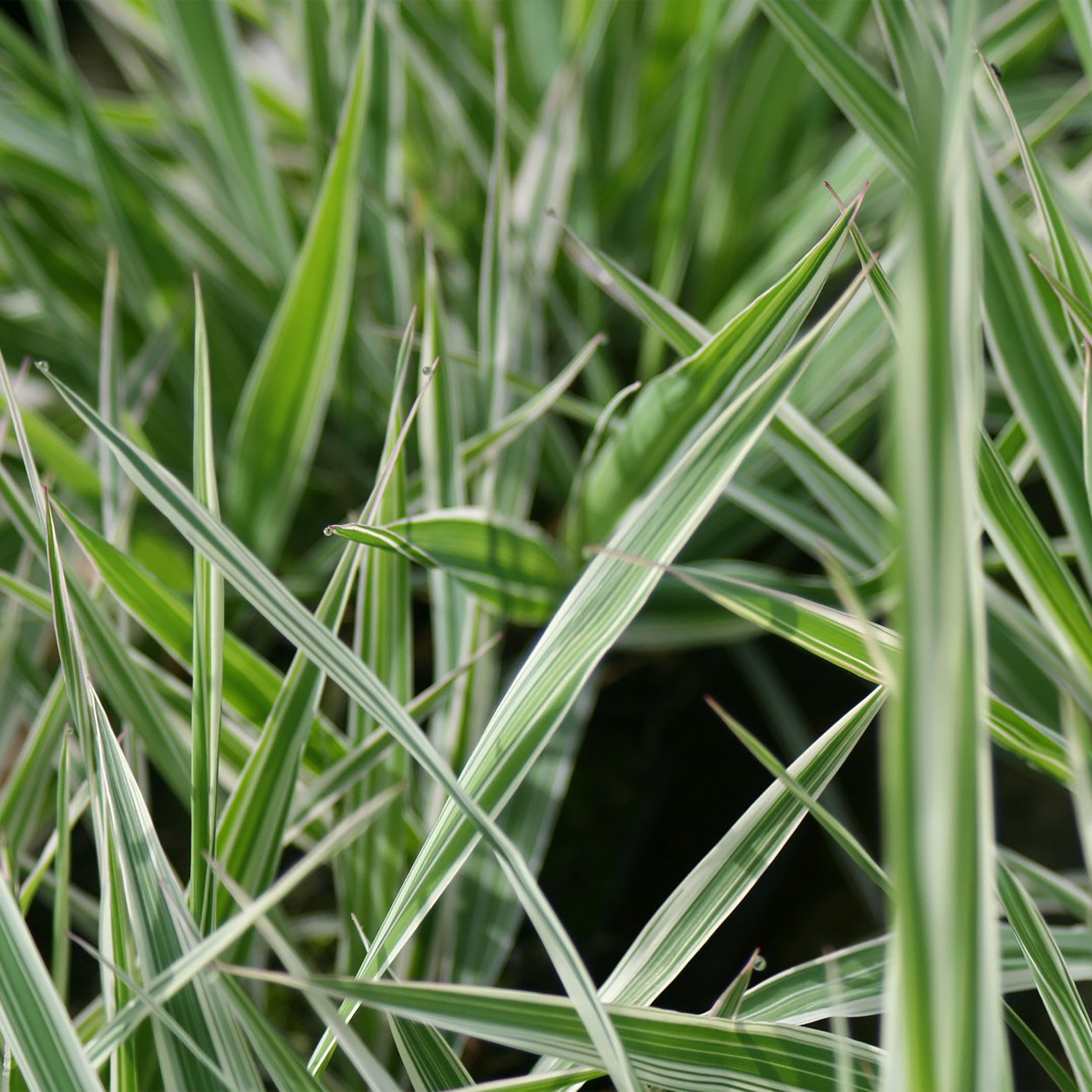 Phalaris arundinacea 'Picta'