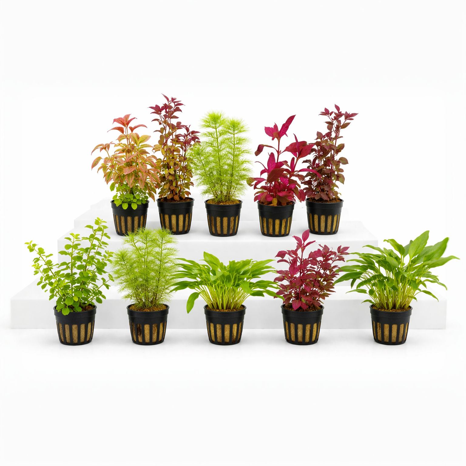 10x Aquarium Plants Starter Pack