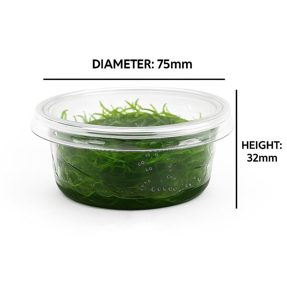 Thumbnail: Spikey Moss (Taxiphyllum sp. ‘Spiky’) 80cc cup. measurements