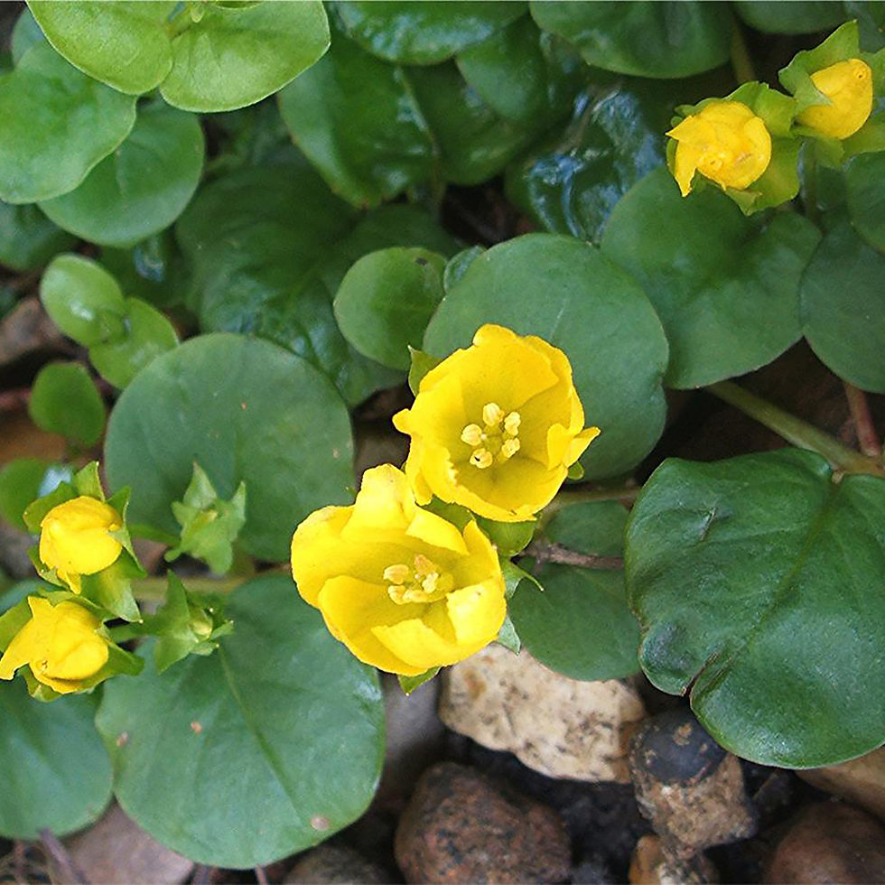 Lysimachia Nummularia - Creeping Jenny