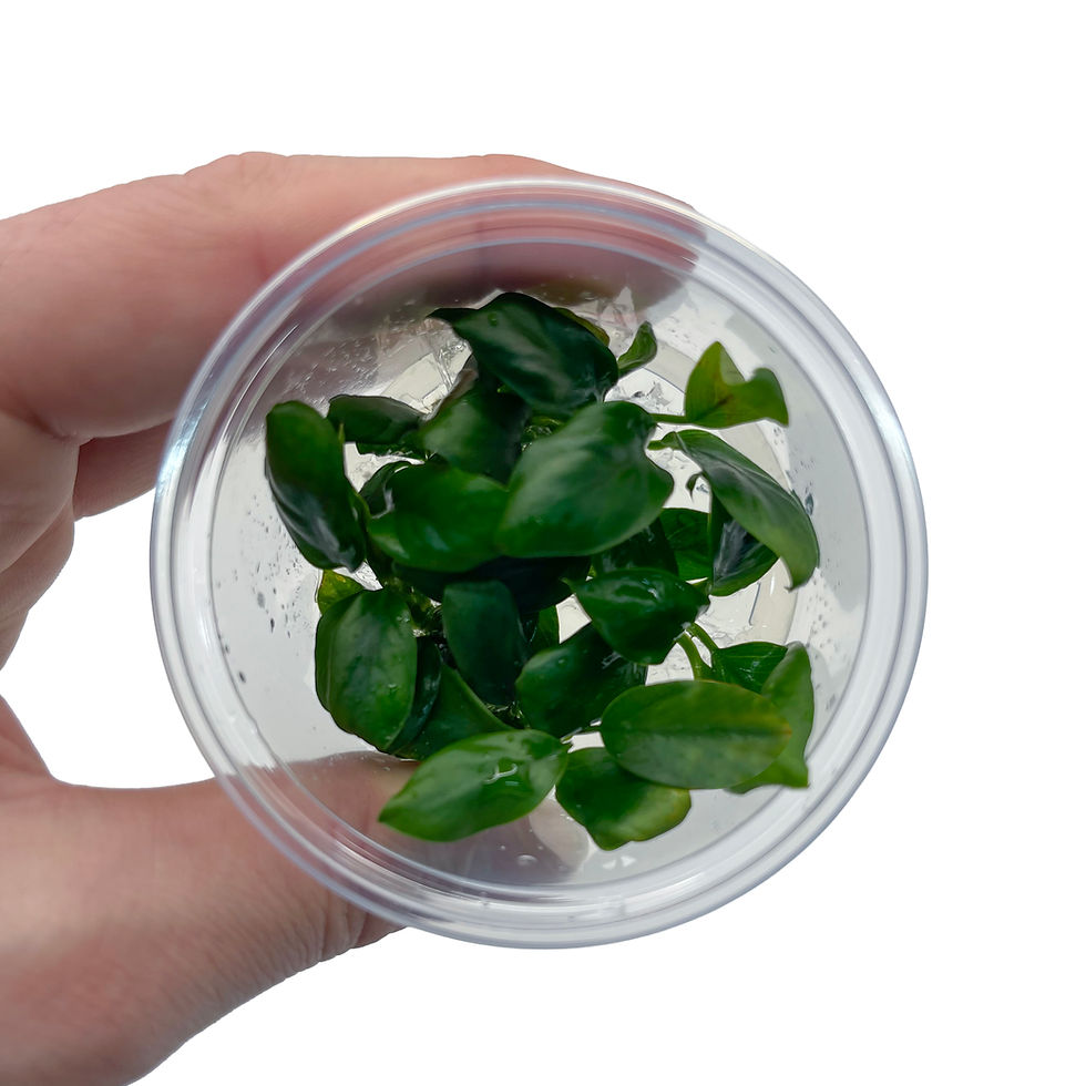 Thumbnail: Anubias ‘Nangi’ (Tissue Culture / In-Vitro Pot)