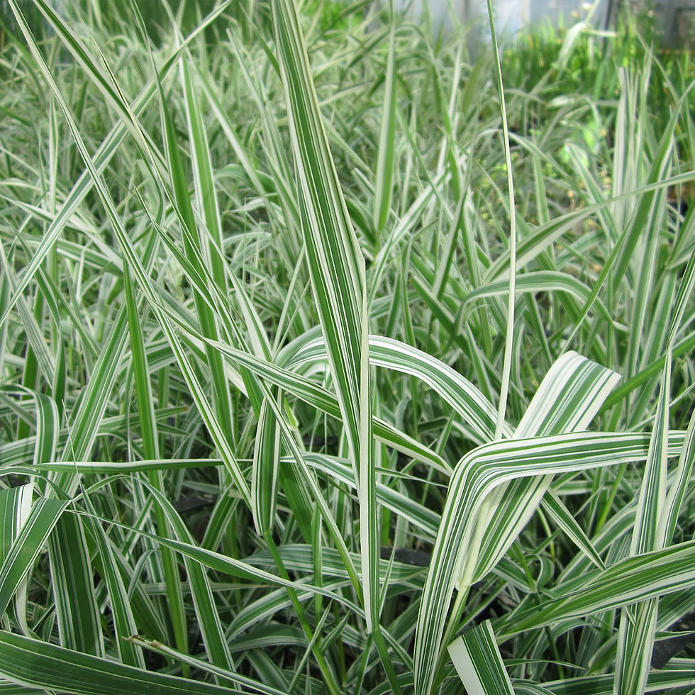 Phalaris arundinacea 'Picta'
