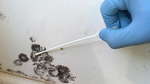 Mold Swab.jpg