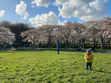 Temporada de Cherry Blossoms