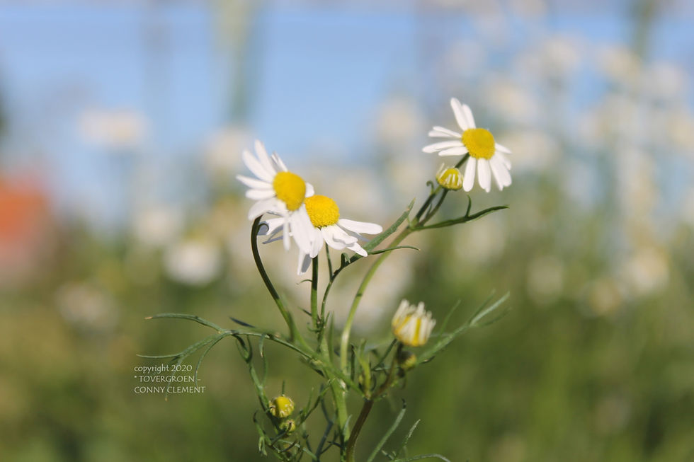 Drie Duitse kamille bloemen, tovergroen