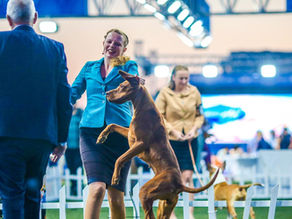 Letní výstavy psů: Tipy, kam letos vyrazit!