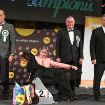 res_best_in_group_gordon_setter.jpg
