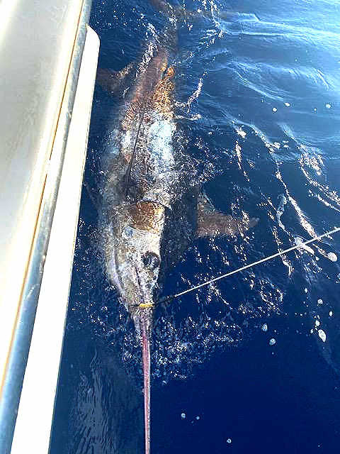 Chasing Giants Offshore: A Close Encounter with a Marlin