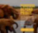 Elephant Cooperation_edited.jpg