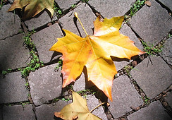 Fallen Leaves