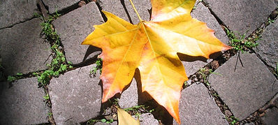 maintenance repair damage fall autumn leaves clean maintain value reduce costs annual every year