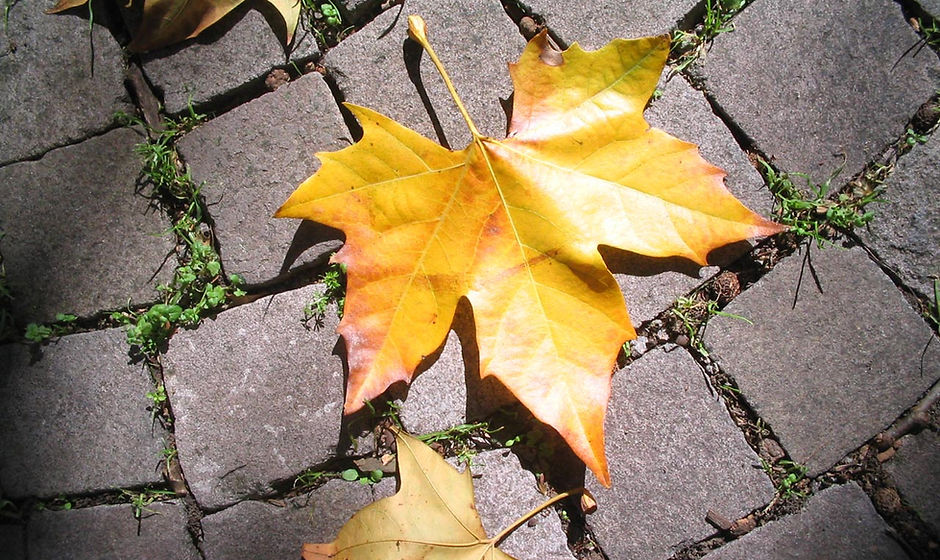 Fallen Leaves