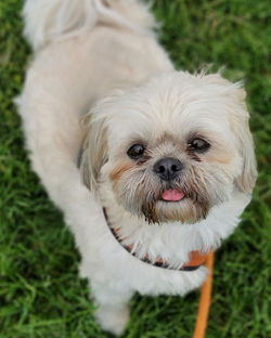 Toby