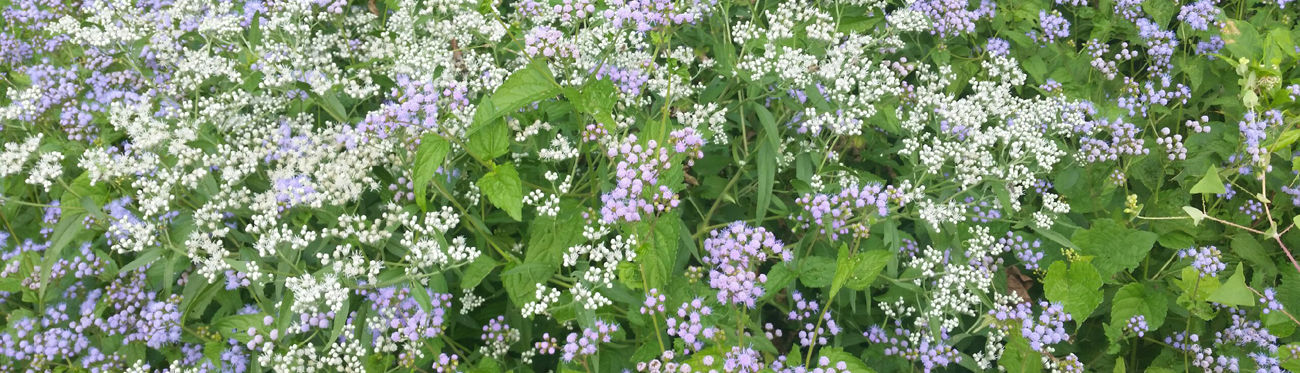 whiteandpurpleflowers.jpeg