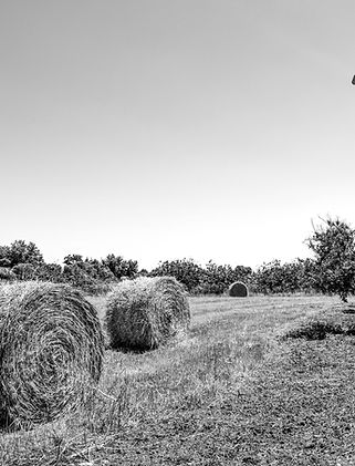 Farm View_edited.jpg