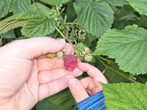 An adult and a child's hands together picking a raspberry from a bush at The High Backs community garden in Burnhill.