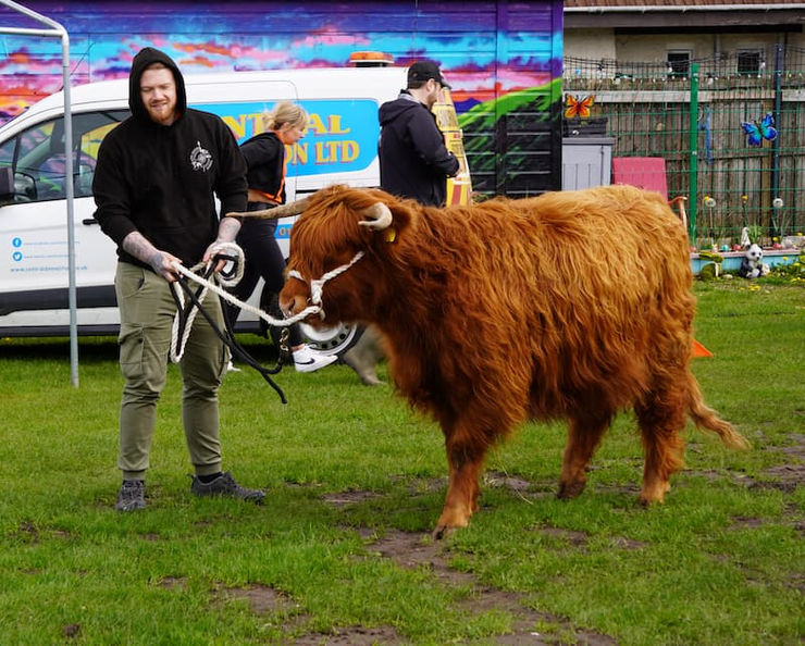 A man leads a Highland cow through a green space.