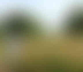 Monarch Waystation at Benders Orchard in Albion Indiana