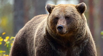 ours-brun-carre.jpg