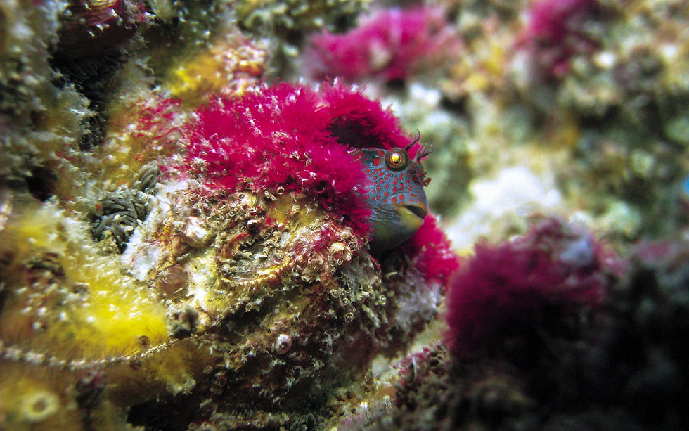 Tessellated blenny
