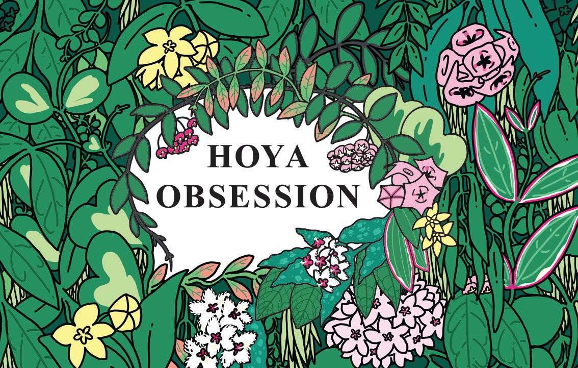 Hoya Obsession NZ