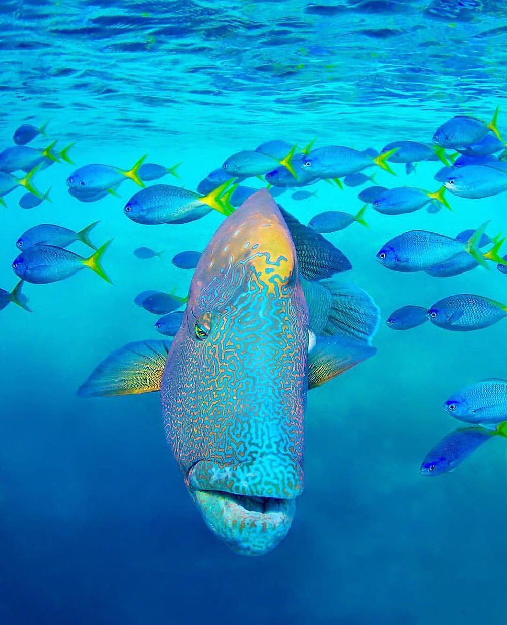 Whitsundays marine life