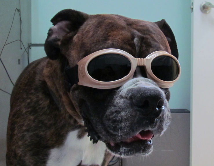 close-up dog with Laser Doggles