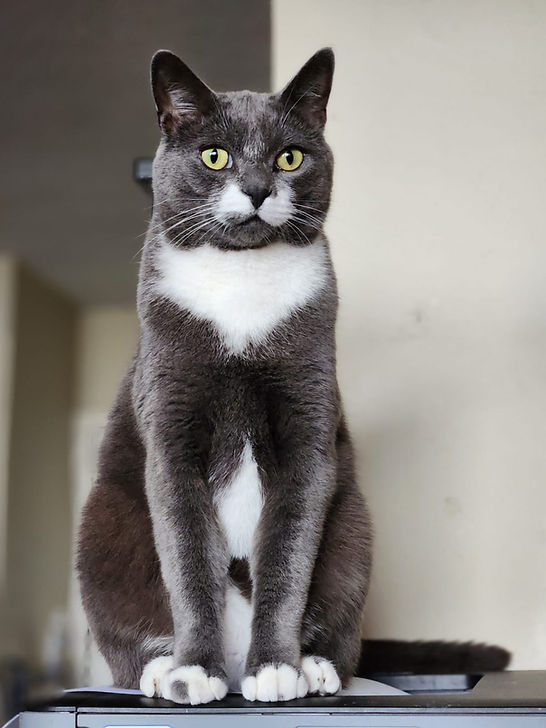 My cat - Professor HANK. Grey with white markings.