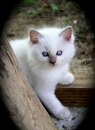 Previous Kittens Rolypolyragdolls Previous Kittens Rolypolyragdolls