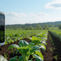 Reclaiming the Earth: Managing Soil Salinity and Preventing Land Degradation
