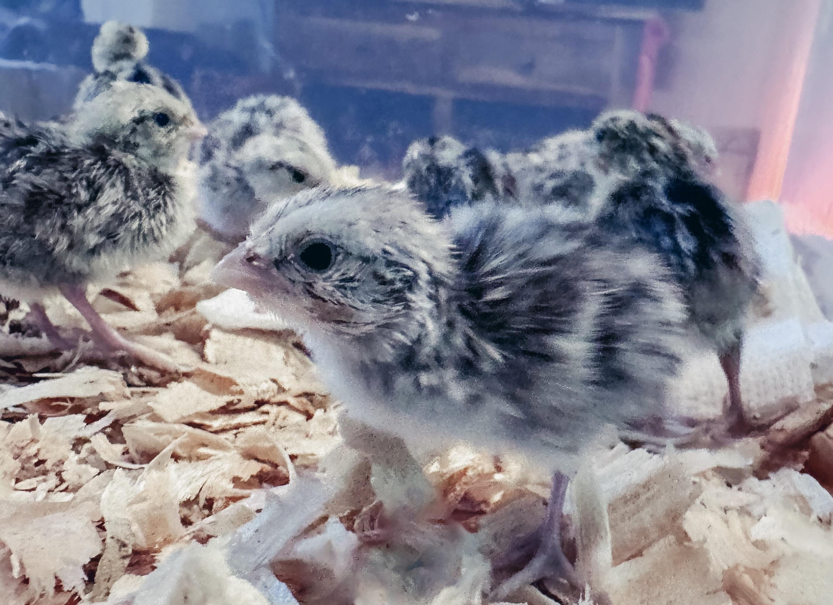 Snow Flake Bobwhite Chicks - $8/ea